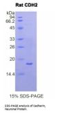 Rat Cadherin, Neuronal (CDH2) Protein