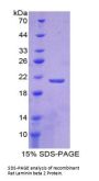 Rat Laminin Beta 2 (LAMb2) Protein