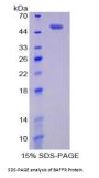 Rat B-Cell Activation Factor Receptor / BAFFR (TNFRSF13C) Protein