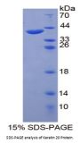 Rat Keratin, Type I Cytoskeletal 20 (KRT20) Protein