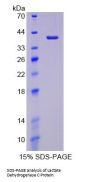 Rat Lactate Dehydrogenase C (LDHC) Protein