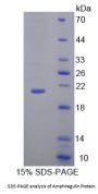 Rat Amphiregulin (AREG) Protein