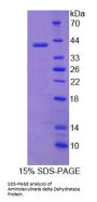 Rat Aminolevulinate Delta Dehydratase (ALAD) Protein
