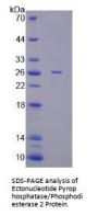 Rat Ectonucleotide Pyrophosphatase/Phosphodiesterase 2 (ENPP2) Protein