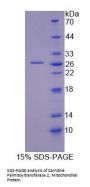 Rat Carnitine Palmitoyltransferase 2, Mitochondrial (CPT2) Protein