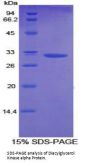 Rat Diacylglycerol Kinase Alpha (DGKa) Protein