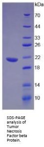 Rat Lymphotoxin Alpha (LTA) Protein