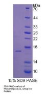 Rat Phospholipase A2, Group IID (PLA2G2D) Protein
