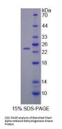 Rat Branched Chain Alpha-Ketoacid Dehydrogenase Kinase (BCKDK) Protein