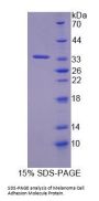 Rat Melanoma Cell Adhesion Molecule (MCAM) Protein