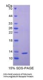 Rat Polymeric Immunoglobulin Receptor (PIGR) Protein