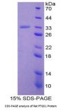 Rat Prostaglandin G/H Synthase 1 (PTGS1) Protein