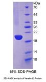 Rat Keratin 13 (KRT13) Protein