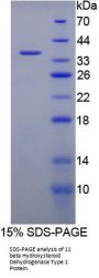 Rat 11-Beta-Hydroxysteroid Dehydrogenase Type 1 (HSD11B1) Protein