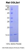 Rat Collagen Type II Alpha 1 (COL2A1) Protein