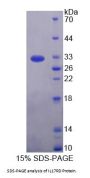 Rat Interleukin 17 Receptor D (IL17RD) Protein