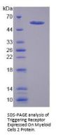 Rat Triggering Receptor Expressed On Myeloid Cells 2 (TREM2) Protein