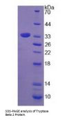 Rat Tryptase Beta 2 (TPSB2) Protein