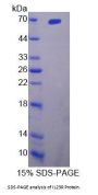Rat Interleukin 23 Receptor (IL23R) Protein