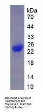 Rat Chymase 1, Mast Cell (CMA1) Protein