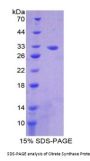 Rat Citrate Synthase (CS) Protein