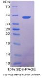 Rat Keratin 14 (KRT14) Protein