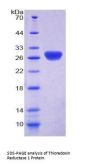 Rat Thioredoxin Reductase 1, Cytoplasmic (TXNRD1) Protein