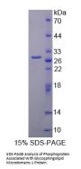 Rat Phosphoprotein Associated With Glycosphingolipid Microdomains 1 (PAG1) Protein