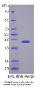 Rabbit Insulin Like Growth Factor 2 (IGF2) Protein