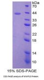 Rat Matrix Metalloproteinase 10 (MMP10) Protein
