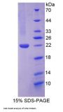 Rat Tumor Necrosis Factor Ligand Superfamily Member 15 (TNFSF15) Protein