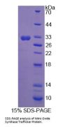 Rat Nostrin (NOSTRIN) Protein