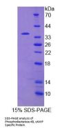 Rat Phosphodiesterase 4B, cAMP Specific (PDE4B) Protein