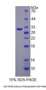 Rat Glycoprotein A33 (GPA33) Protein