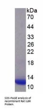 Rat Interleukin 6 Receptor (IL6R) Protein