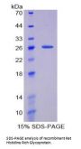 Rat Histidine Rich Glycoprotein (HRG) Protein