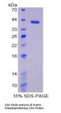 Rat Matrix Metalloproteinase 23A (MMP23A) Protein