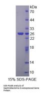 Rat Nephroblastoma Overexpressed Gene (NOV) Protein