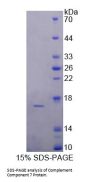 Rat Complement C7 (C7) Protein