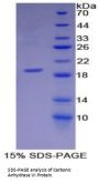 Rat Carbonic Anhydrase 6 (CA6) Protein