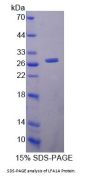 Rat Integrin Alpha-L (ITGAL) Protein