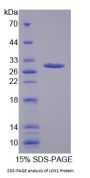 Rabbit Oxidized Low Density Lipoprotein Receptor 1 (OLR1) Protein