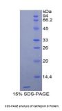 Rat Cathepsin D (CTSD) Protein