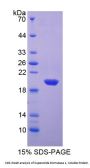 Sheep Superoxide Dismutase 1 (SOD1) Protein