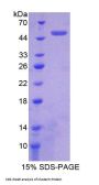 Sheep Clusterin (CLU) Protein
