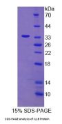 Sheep Interleukin 1 Beta (IL1b) Protein