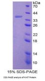 Mouse Proliferation Marker Protein Ki-67 (MKI67) Protein