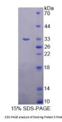Rat Docking Protein 3 (DOK3) Protein