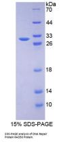 Mouse DNA Repair Protein RAD50 (RAD50) Protein