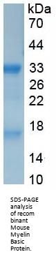 Mouse Myelin Basic Protein (MBP) Protein